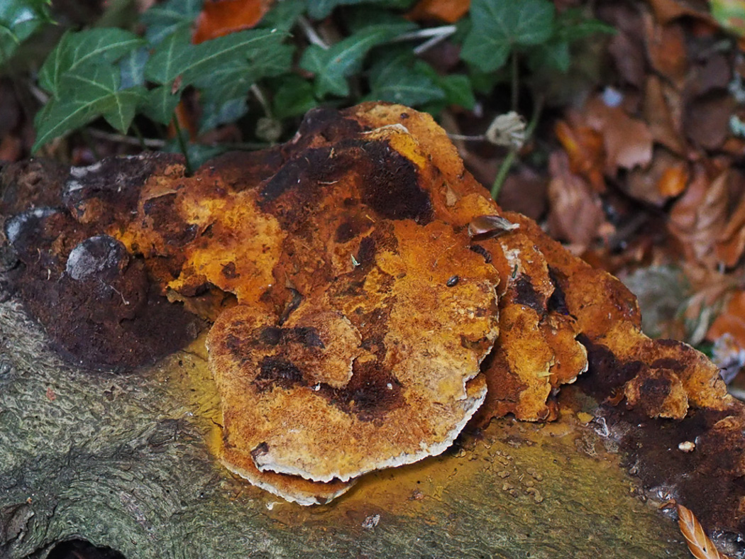 Photo © John Catterson Inonotus cuticularis by John Catterson